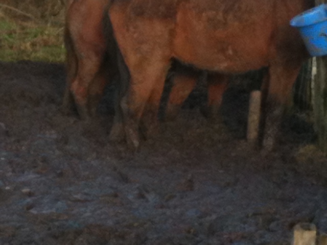 Brandweernederhorst.nl